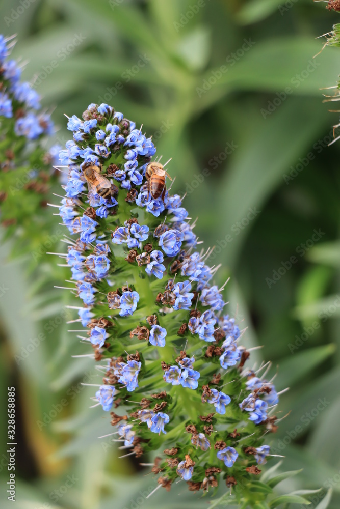 La bellissima Buddleja Davidii molto amata dalle api Stock Photo ...