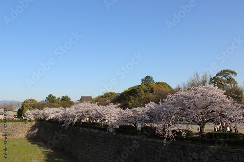White cherry blossom with river Japan