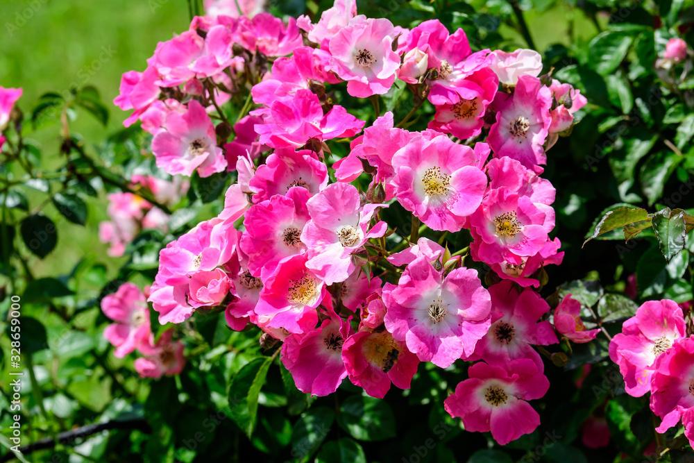Large green bush with fresh vivid pink roses and green leaves in a garden in a sunny summer day, beautiful outdoor floral background photographed with soft focus