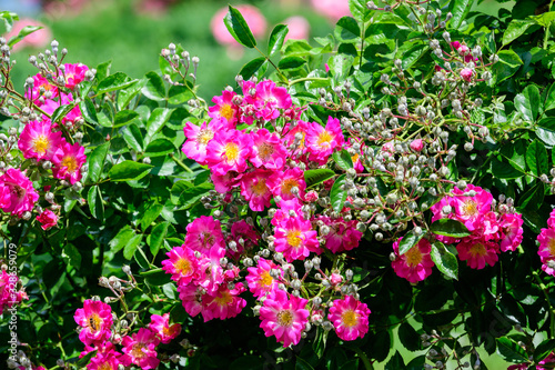 Large green bush with fresh vivid pink roses and green leaves in a garden in a sunny summer day, beautiful outdoor floral background photographed with soft focus
