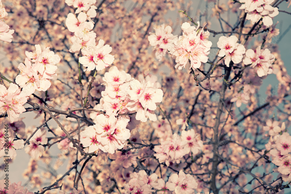 background of almond blossom branches in spring background of almond blossom branches in spring