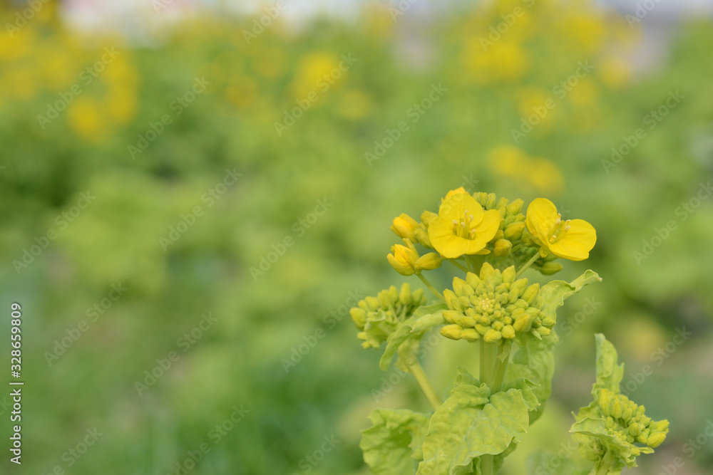 Obraz premium なのはな