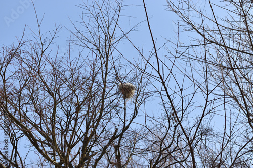 Image of City bird nest