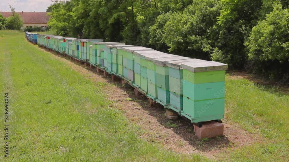 Row of beehives, bee farm, apiary. Wooden colorful beehives placed in a row, are arranged in line, bee colony. H.264 video codec Row of beehives, bee farm, apiary. Wooden colorful beehives placed in a row, are arranged in line, bee colony. H.264 video codec