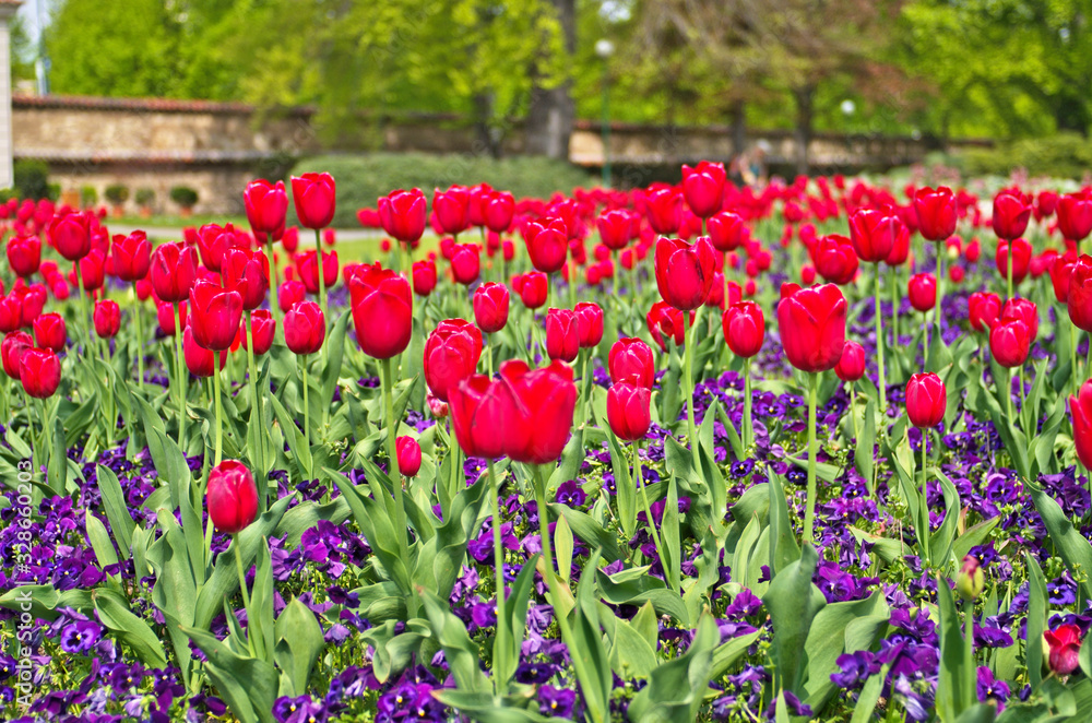 Landscape view of beautiful flower field of red common garden tulip ,Didier's tulip (Tulipa gesneriana) in public park ,is ornamental flowering plant for landscaping garden in spring season Landscape view of beautiful flower field of red common garden tulip ,Didier's tulip (Tulipa gesneriana) in public park ,is ornamental flowering plant for landscaping garden in spring season