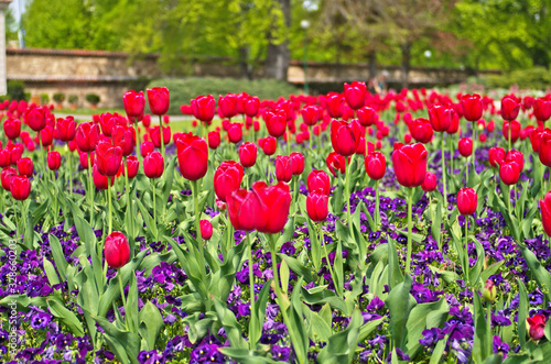 Wallpaper Mural Landscape view of beautiful flower field of red common garden tulip ,Didier's tulip (Tulipa gesneriana) in public park ,is ornamental flowering plant for landscaping garden in spring season Torontodigital.ca