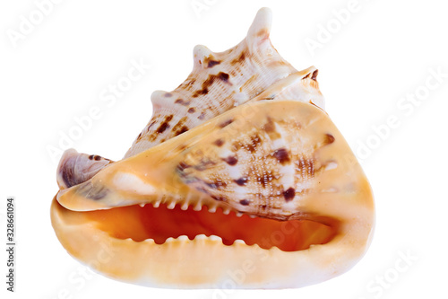sea conch