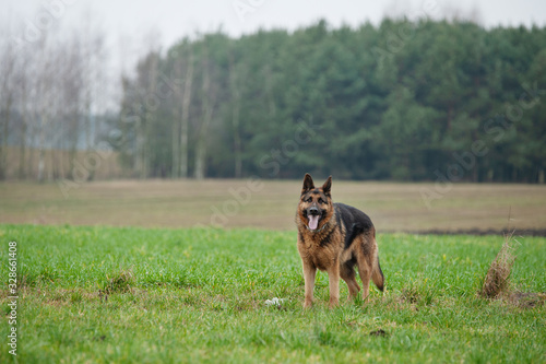 Running German Shepherd in a meadow
