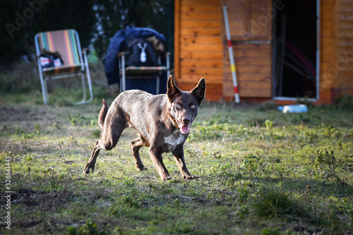 Portrait of brown border collie in agility park. She is looking on her big sister.