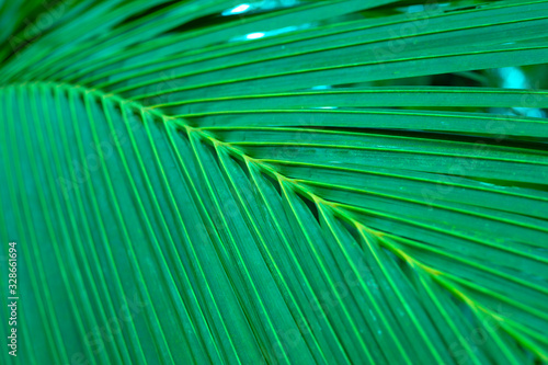 green palm leaf background  tropical plant texture