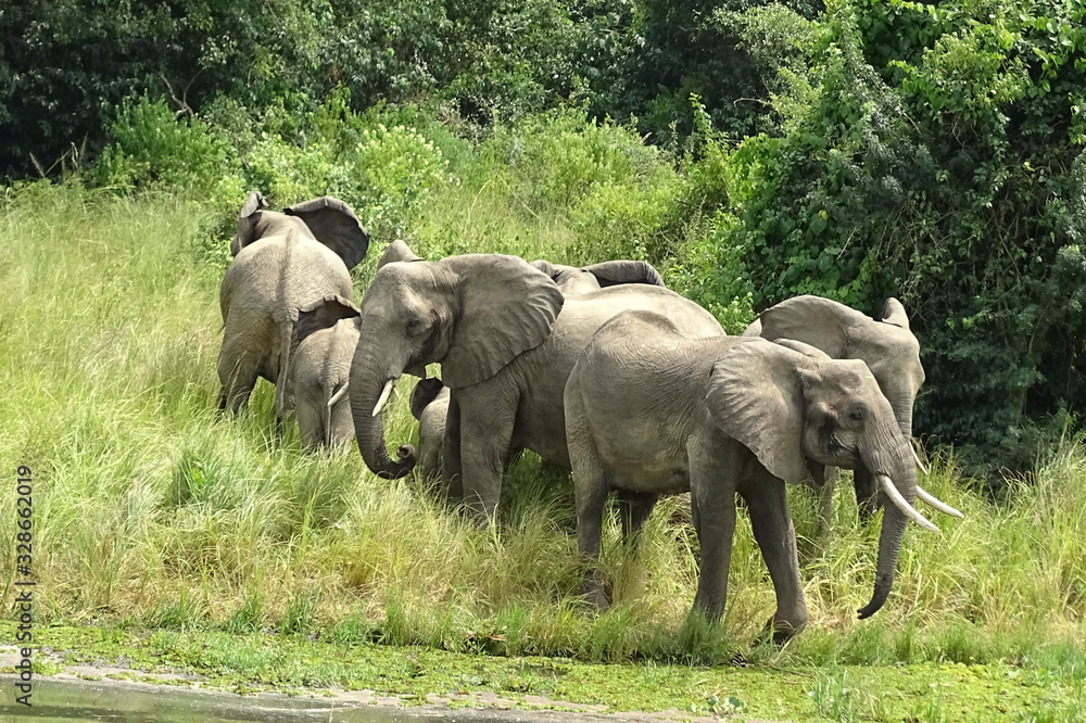 Fototapeta premium Loxodonta africana