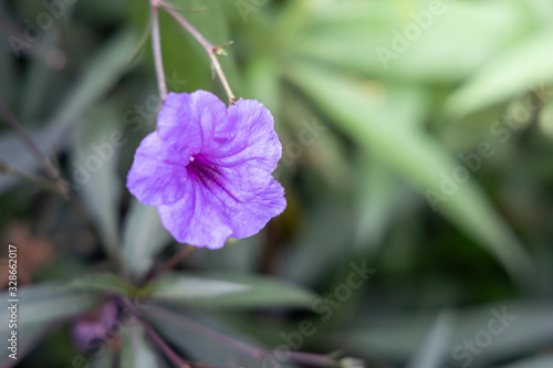 The background image of the colorful flowers