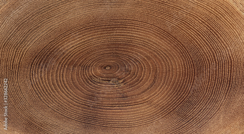 A close up of the cut rings texture of cork tree
