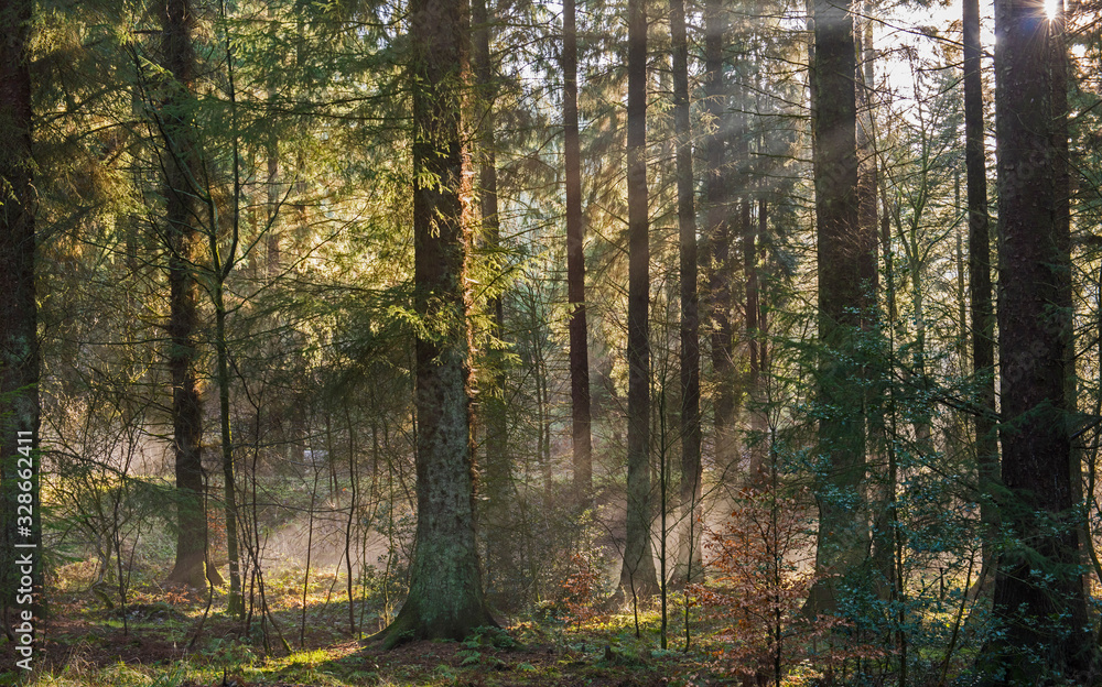 Obraz premium Atmospheric landscape scene through dense forest woodland