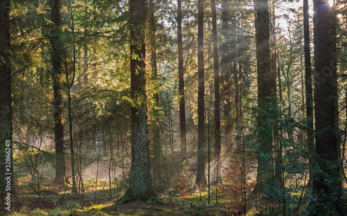 Fototapeta Naklejka Na Ścianę i Meble -  Atmospheric landscape scene through dense forest woodland