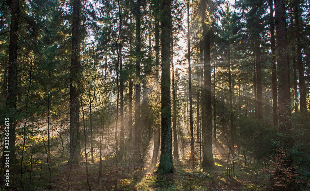 Atmospheric landscape scene through dense forest woodland Atmospheric landscape scene through dense forest woodland