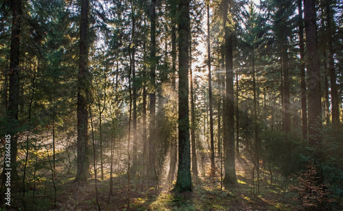 Fototapeta Naklejka Na Ścianę i Meble -  Atmospheric landscape scene through dense forest woodland