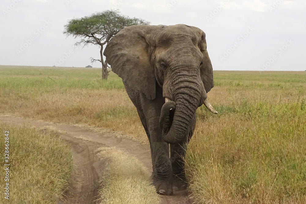 Fototapeta premium Loxodonta africana