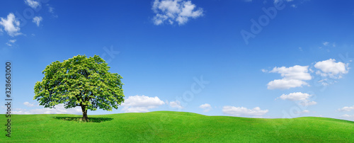 Idyll, panoramic landscape, lonely tree among green fields