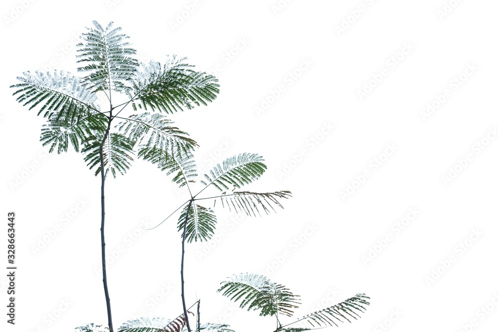 Obraz premium Tropical plant leaves with branches on white isolated background for green foliage backdrop and copy space