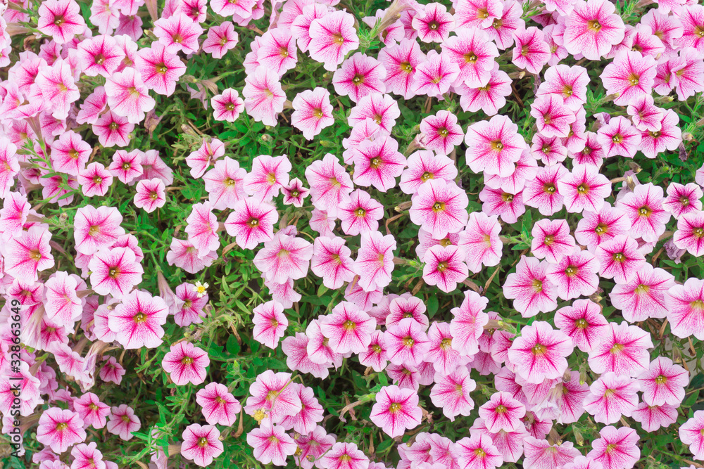 colourful pink petunia flowers in garden