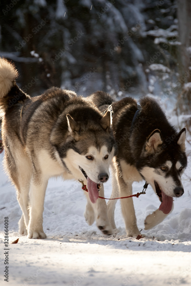 Huskyrace