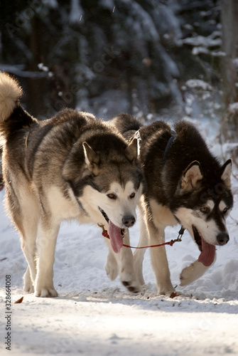 Huskyrace