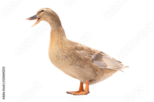 Quacking duck isolated on a white background.
