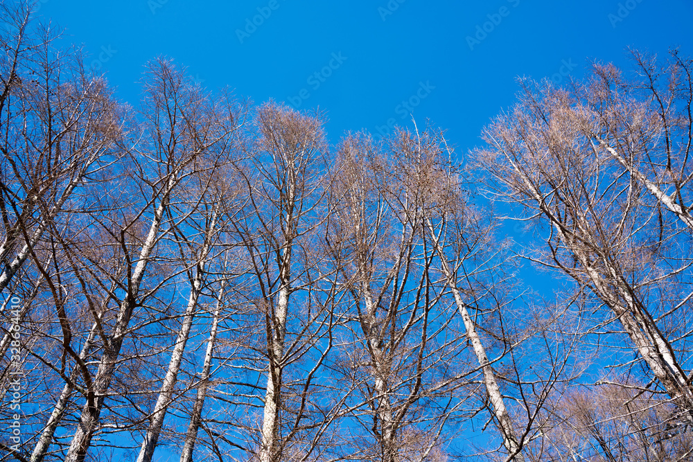 冬の青空 冬の青空