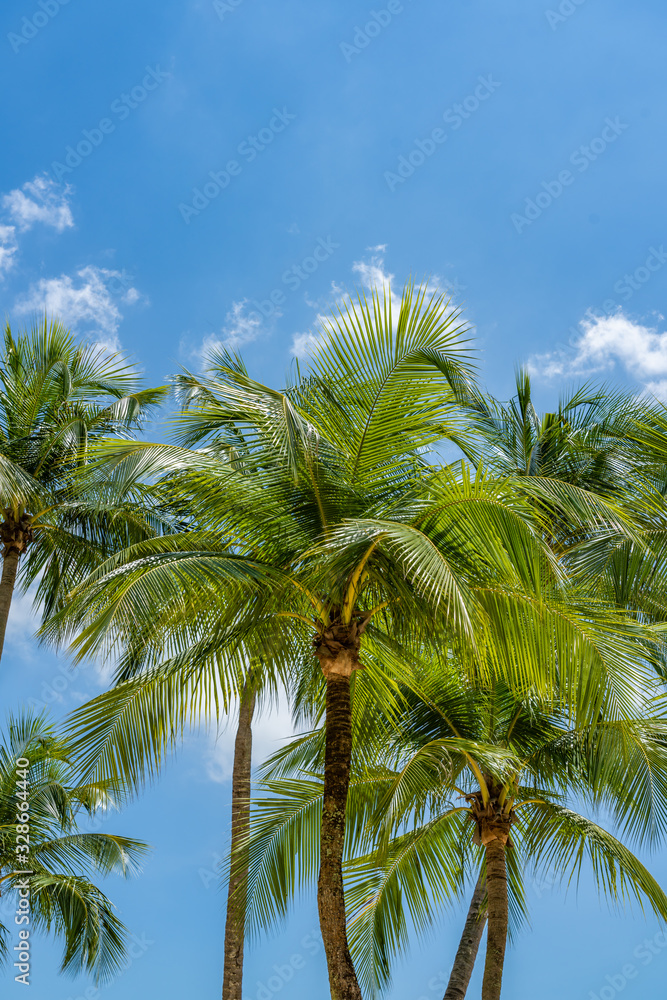 Coconut trees at the tropical beach