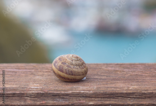  snail shell on wooden background