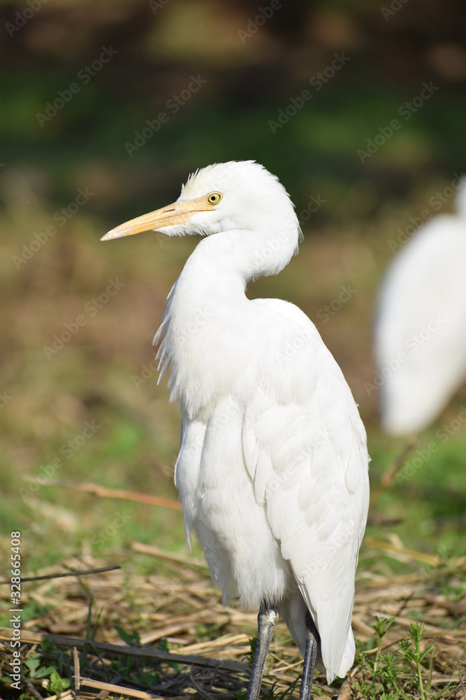 egret portrait egret portrait