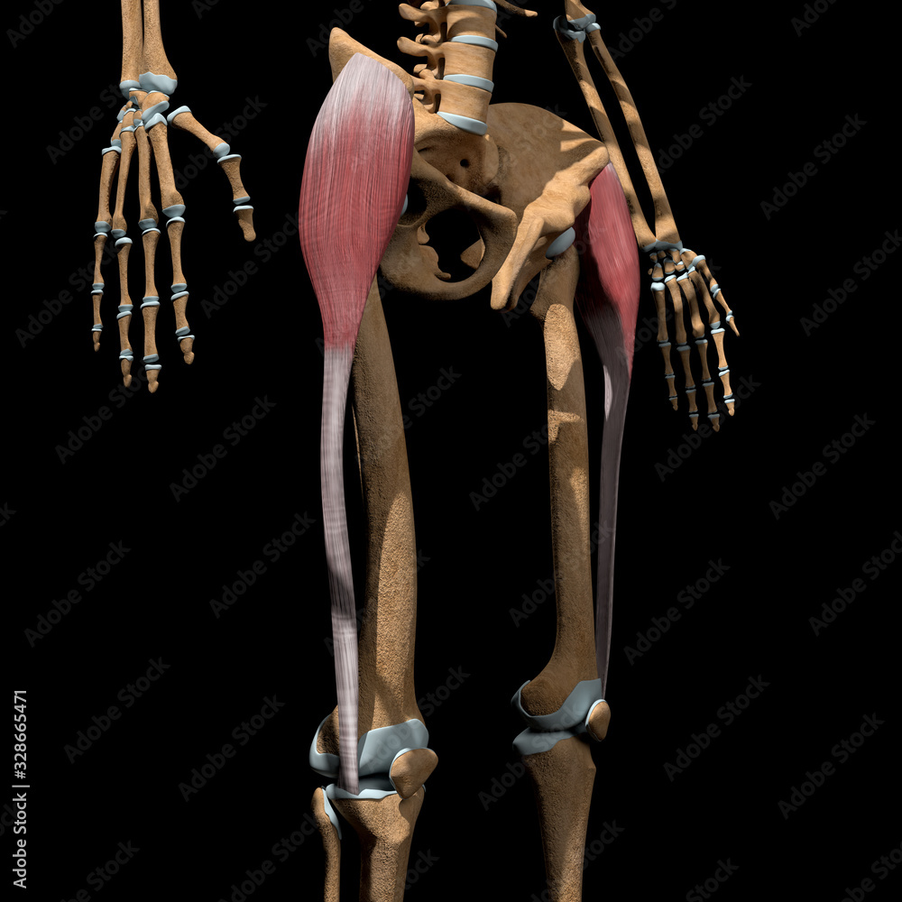 Tensor Musle 3d Illustration of the Tensor fasciae latae Muscles on Skeleton Stock ...