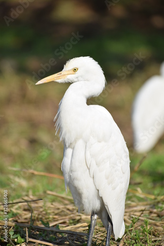 egret portrait