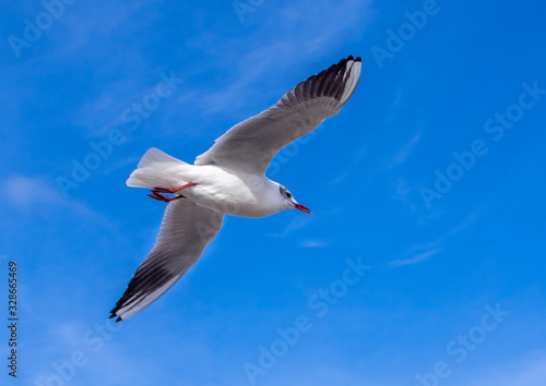 A gliding Seagull