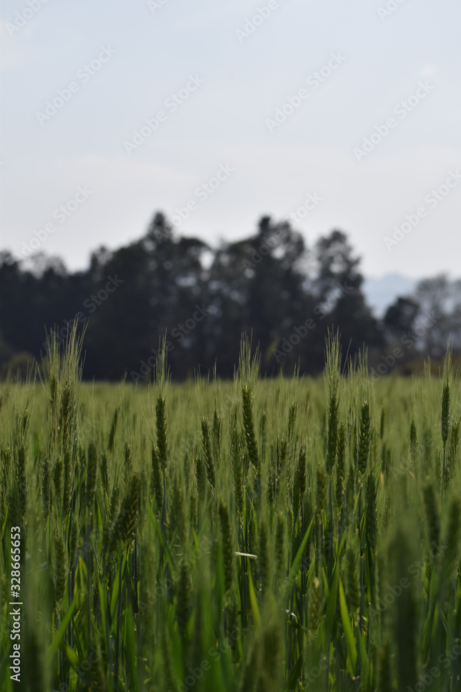 Triticum aestivum (Wheat plant) Triticum aestivum (Wheat plant)