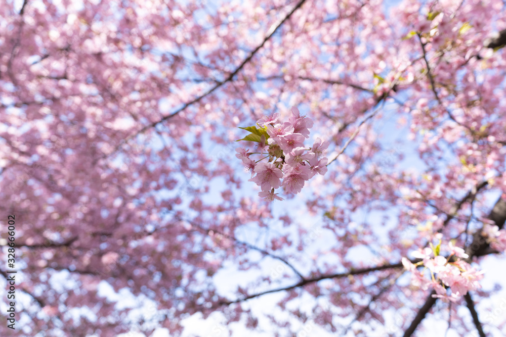 Obraz premium 写真素材: さくら