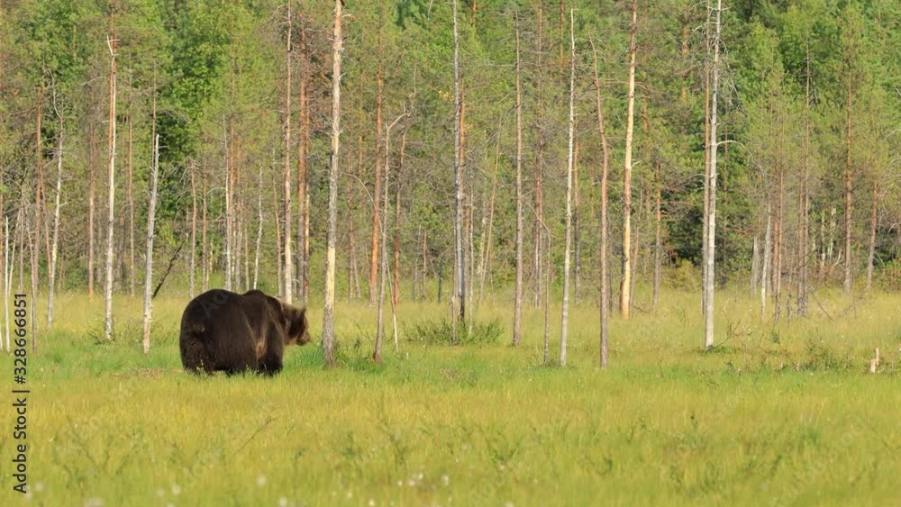 Brown bear (Ursus arctos) in wild nature is a bear that is found across much of northern Eurasia and North America. In North America, the populations of brown bears are often called grizzly bears. Brown bear (Ursus arctos) in wild nature is a bear that is found across much of northern Eurasia and North America. In North America, the populations of brown bears are often called grizzly bears.