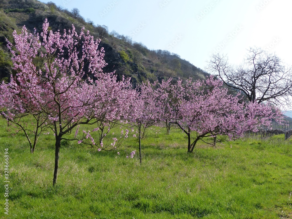 Rosa Blüten am Weinbergpfirsich-Baum an der Mosel Rosa Blüten am Weinbergpfirsich-Baum an der Mosel