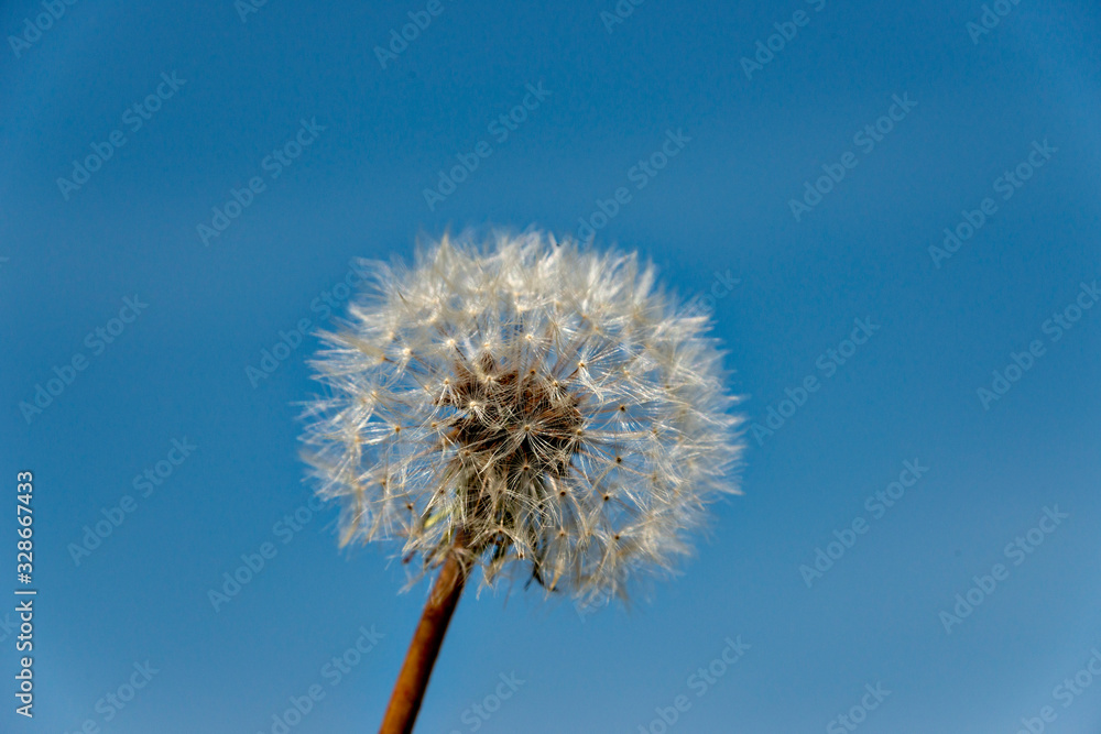 Taraxacum fluff in early spring Taraxacum fluff in early spring