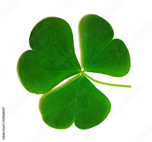 Spring clover leaf isolated on white background