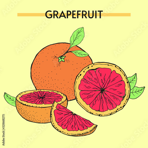 Vector illustration of grapefruit. Hand drawing. The image of juicy tropical fruits creates a summer mood. Great for decorating menus and healthy foods.