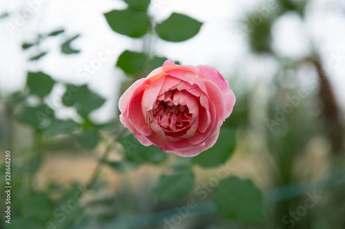 Close-up pink rose flower  peak blooming in the garden or park. Beautiful pink roses on tree bush leaves. Vintage tone.