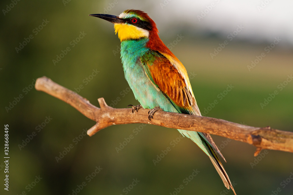 wild beautiful colored bird in sunset