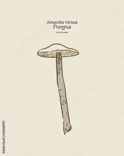 Amanita virosa, commonly known in Europe as the destroying angel, is a deadly poisonous basidiomycete fungus. Hand draw sketch vector.
