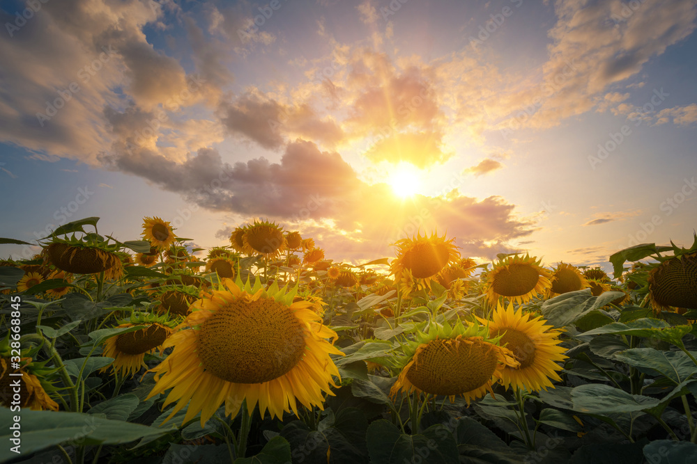 Sunflowers field under beautiful summer sunset sky in sun light rays.