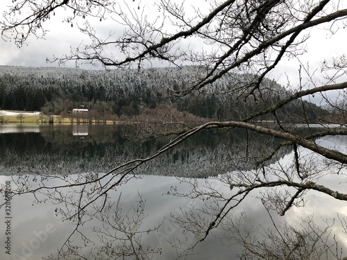 Wallpaper Mural branche nature lac reflet Torontodigital.ca