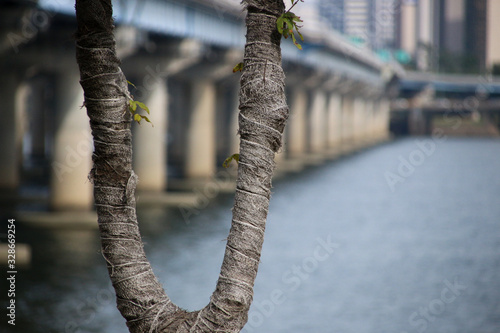 tree in front of the bridge