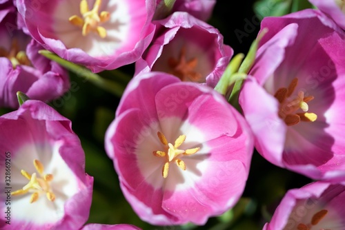 close up top view on tulip flowers in garden