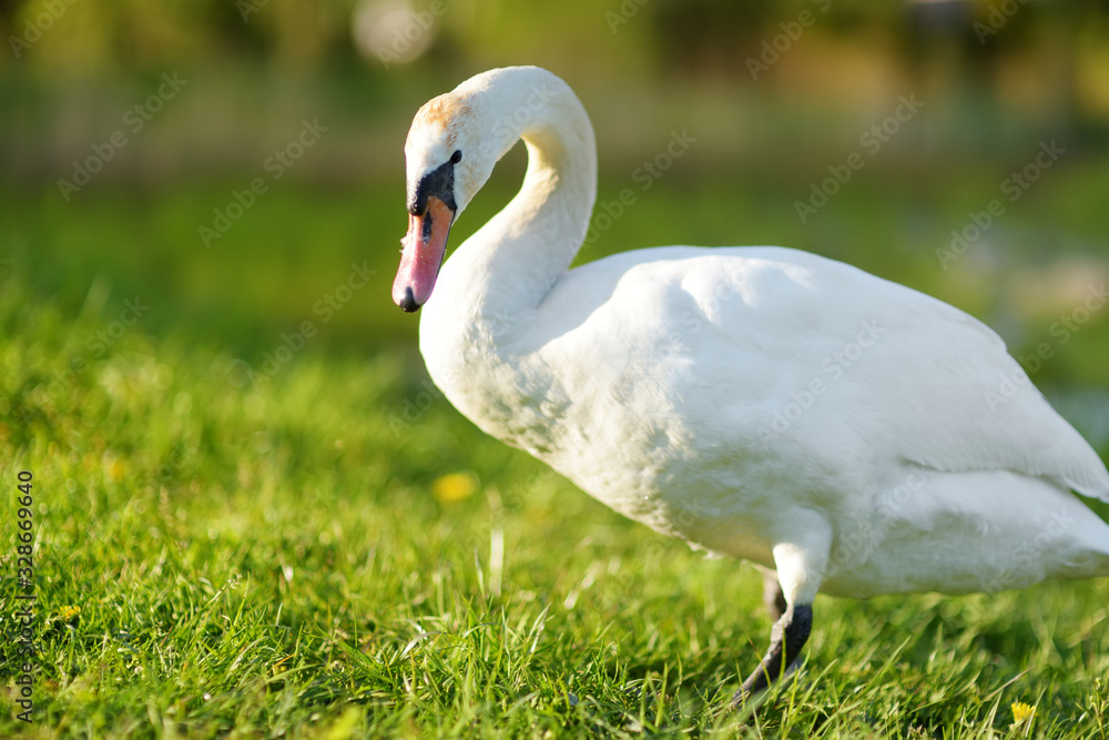 Beautiful white swan near a lake on nice early spring day Beautiful white swan near a lake on nice early spring day